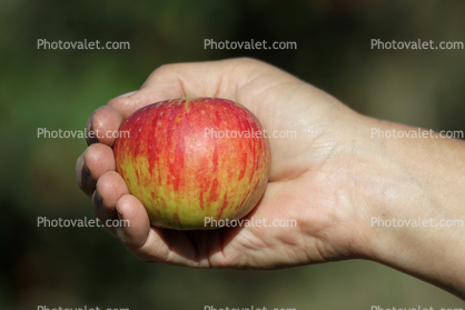 Cox's Orange Pippin Apple, Hand, Summer