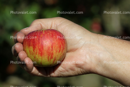Cox's Orange Pippin Apple, Hand