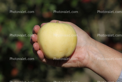 Yellow Transparent Apple, Hand