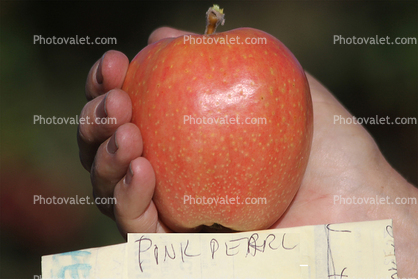 Pink Pearl Apple, Hand, Summer