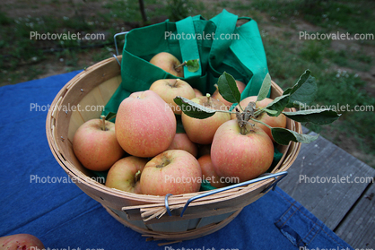 Apples, Basket, Summer
