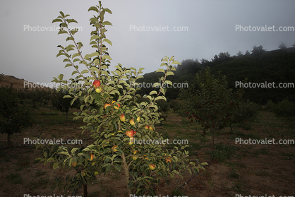 Jonagold Apple, Trees, Summer