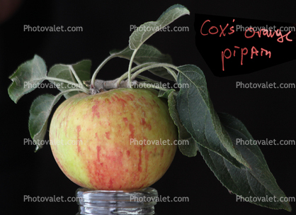 Cox's Orange Pippin Apple, Two-Rock, Sonoma County