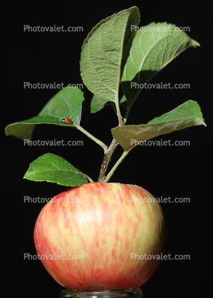 Honey Crisp Apple, Two-Rock, Sonoma County, California
