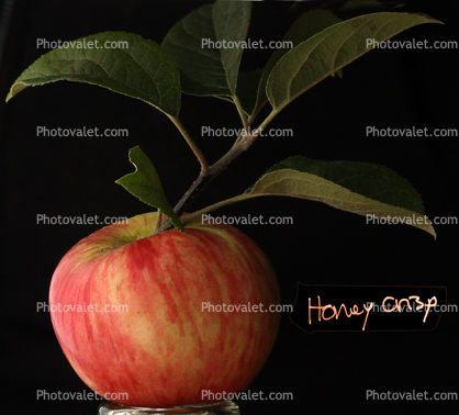 Honey Crisp Apple, Leaves, Two-Rock, Sonoma County