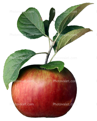 Ida Red Apple, Leaves, Two-Rock, Sonoma County, photo-object, object, cut-out, cutout