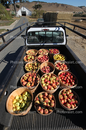 Apples, Buckets, Truck, Two-Rock, Sonoma County