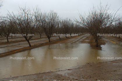 Highway-33, Orchard, Flooding, Flood, Vernalis, San Joaquin Valley