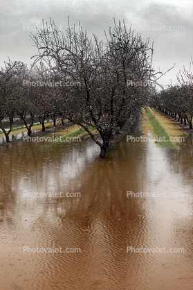 Orchard, Flooding, Flood, Vernalis, San Joaquin Valley