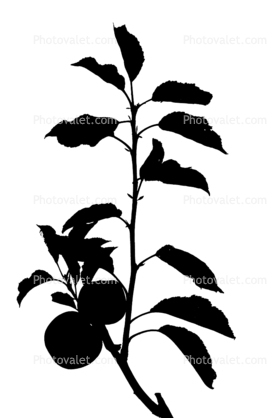 apple silhouette, leaf, logo, leaves, twig, shape