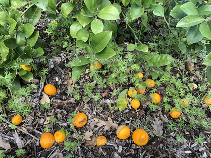 Oranges on the Ground