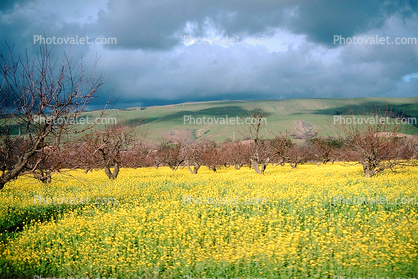 Mustard Flowers, hills, clouds, orchard