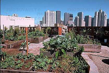 Rooftop Garden, urban
