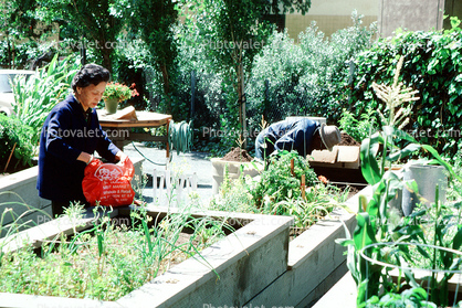 woman with her urban garden
