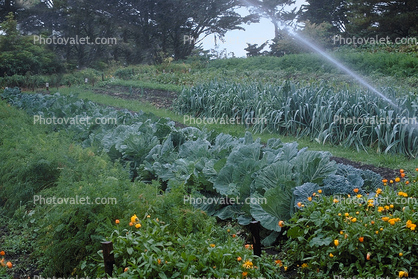Sprinkler, Irrigation, cabbage, Big Sur Farm