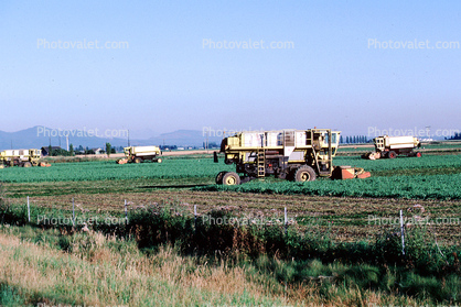 Swather, cutter, Whidbey Island, Windrower