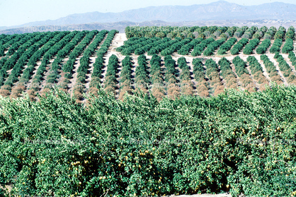 Orange Grove, Orchard, Southern California