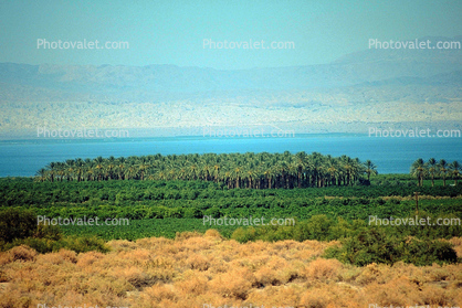 Palm Dates, Salton Sea, California, Endorheic Lake