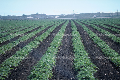 Artichoke Rows, Monterey County, California, Dirt, soil