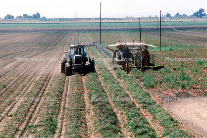 Tractor and Trailer harvesting Tomatoes, Sacramento River Delta, Central Valley, Dirt, soil