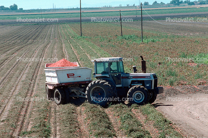 Tractor and Trailer harvesting Tomatoes, Sacramento River Delta, Central Valley