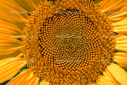 Sunflower Field, Dixon California, Round, Circular, Circle, Symmetry, Geometric, Center