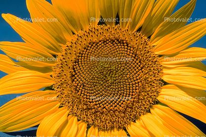 Sunflower Field, Dixon California, Round, Circular, Circle