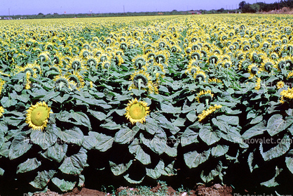 Sunflower Field, Dixon California