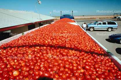 Tomato filled trailers, cars