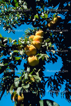 Peach Orchard, Peach, Tree, Leaves