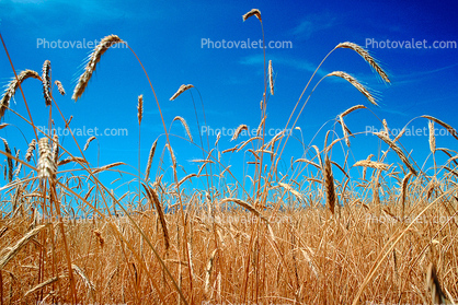 Wheat Fields, Dorris California