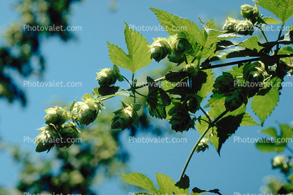 Hops, Grain, (Humulus lupulus), hopfield