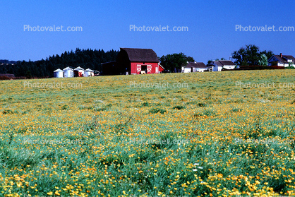Yellow Flowers, barn, outdoors, outside, exterior, rural, building, architecture, silo