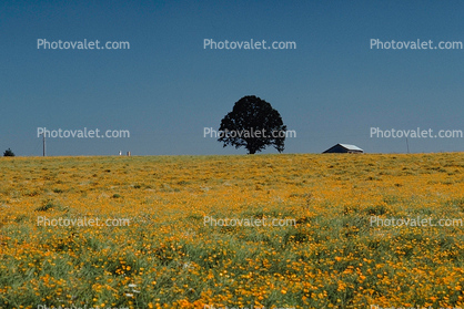 Tree and Field of Flowers