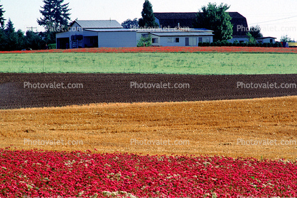 colorful fields, home, house, barn, building, Dirt, soil