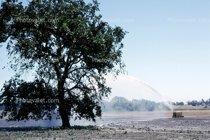 Water Sprinkler, irrigation, Oak Tree
