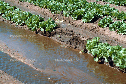 Lettuce, water, irrigation, Dirt, soil