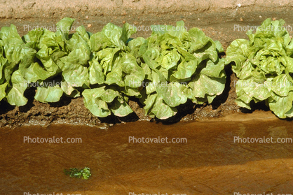 Lettuce, Dirt, soil, water, irrigation
