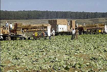 Lettuce, Migrant workers, labor, people