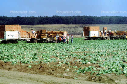 Lettuce, Dirt, soil, Migrant workers, labor, people, boxes