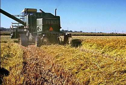 Rice, hay swather, fields, mechanization, machines, harvesting, harvester, Windrower