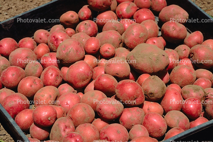 Potatoes, spuds, Occidental, Sonoma County, California