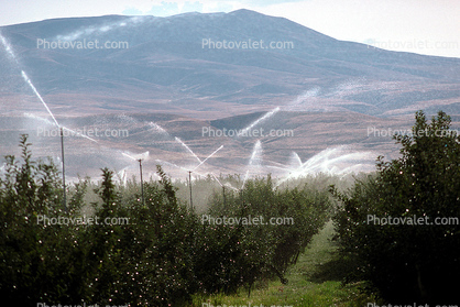Apple Orchard, Water Sprinklers, Irrigation, Columbia River Basin, Washington State