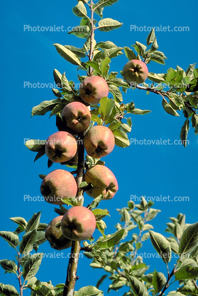 Apple Orchard, Columbia River Basin, Washington State