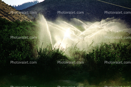 Irrigation, water, sprinkler, along the Columbia River