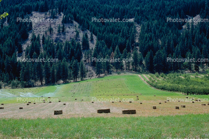 Hay Bales, fields, trees