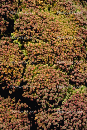 Broccoli Plant, leaves, Occidental, Sonoma County