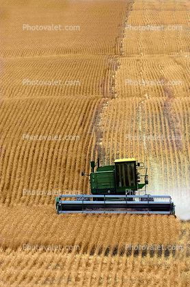 wheat, Paintography