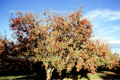 orchard, tree