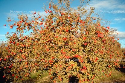 Apple orchard, tree